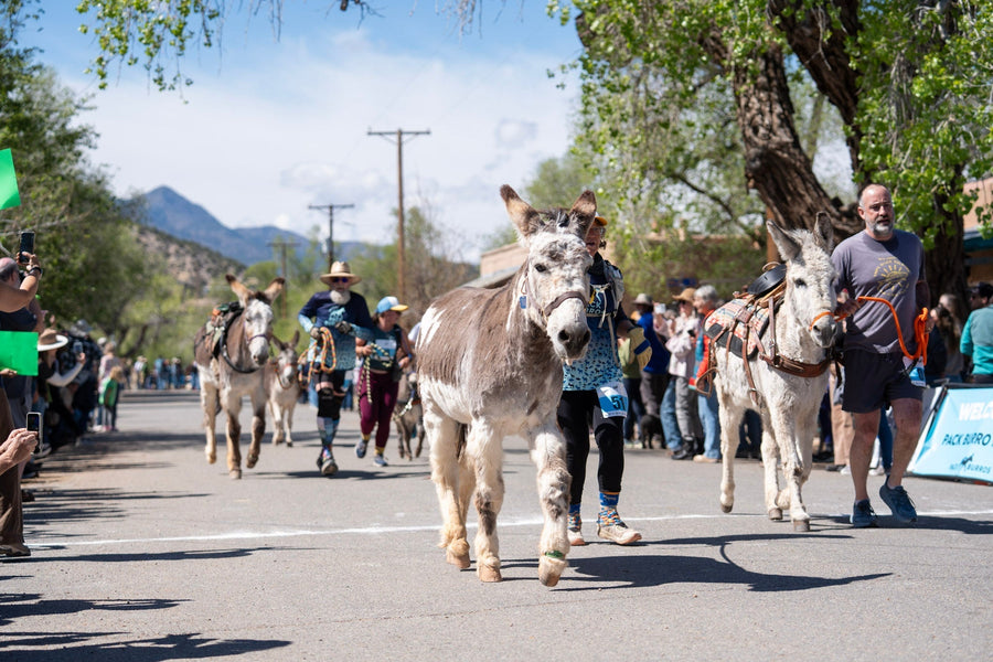 Recent Events Near the Ranch: The 2026 Turquoise Trail Pack Burro Race