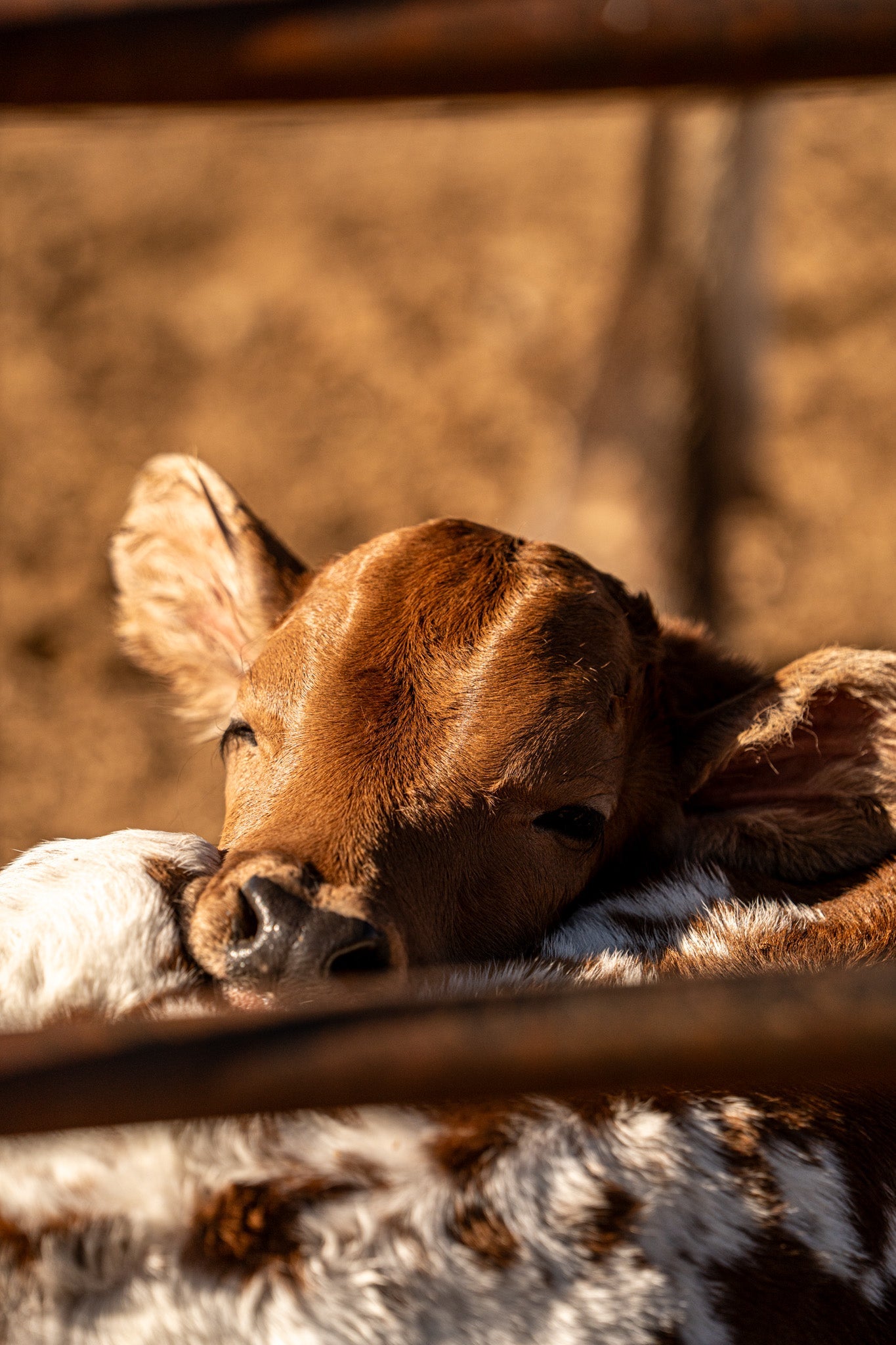 Meet the Newest Member of the Herd