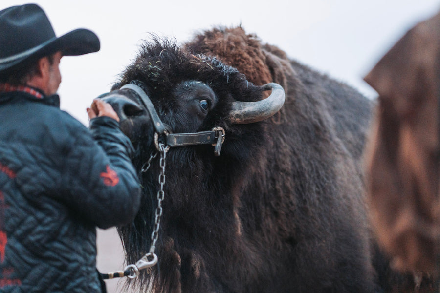 Clyde the Buffalo