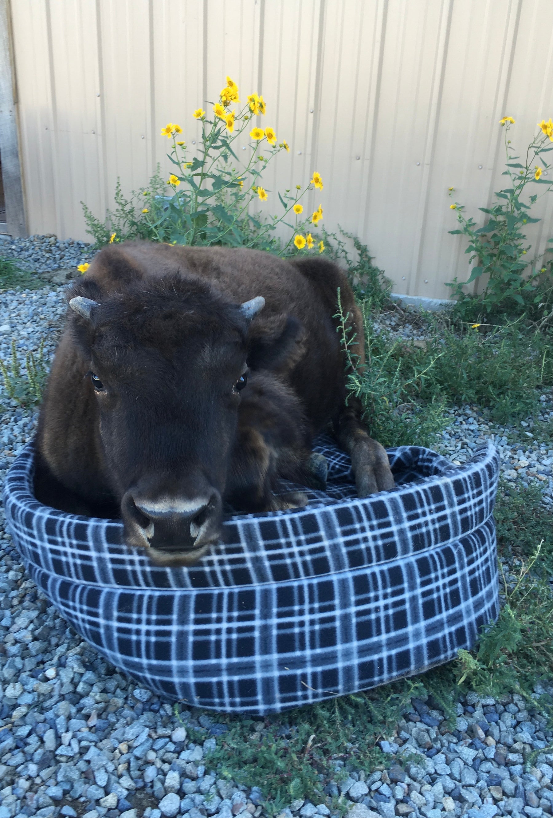 Young Clyde loved his dog bed
