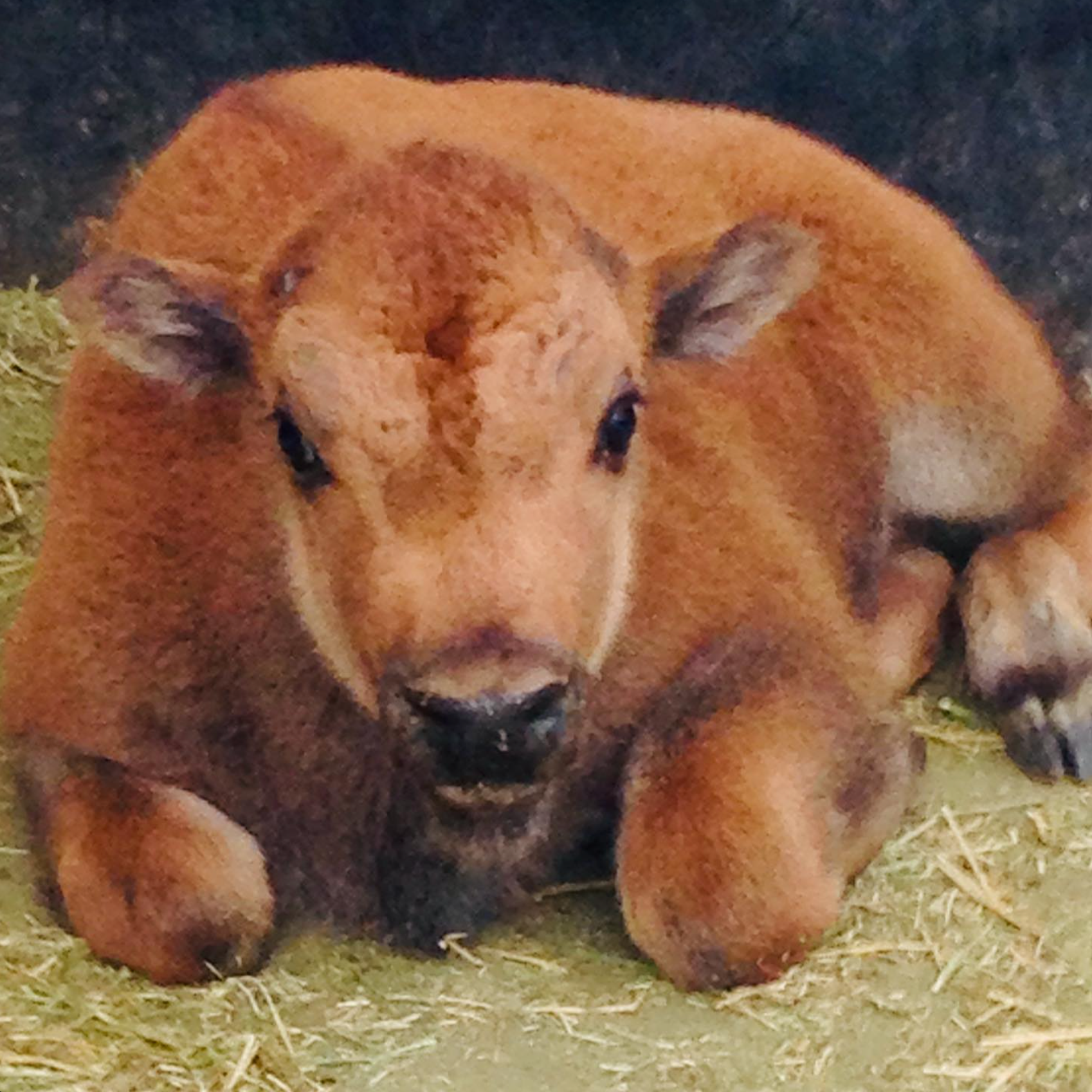 Meet Baby Clyde.